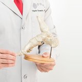 Podiatrist Chicago IL